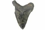 Serrated, Juvenile Megalodon Tooth - North Carolina #176196-1